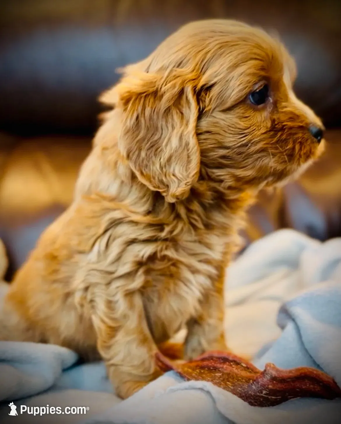 Teddy, a male Cavapoo for sale in Port Angeles, WA – 5 of 9