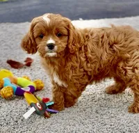 Tucker, a male Cavapoo for sale in Seattle, WA – 3 of 10