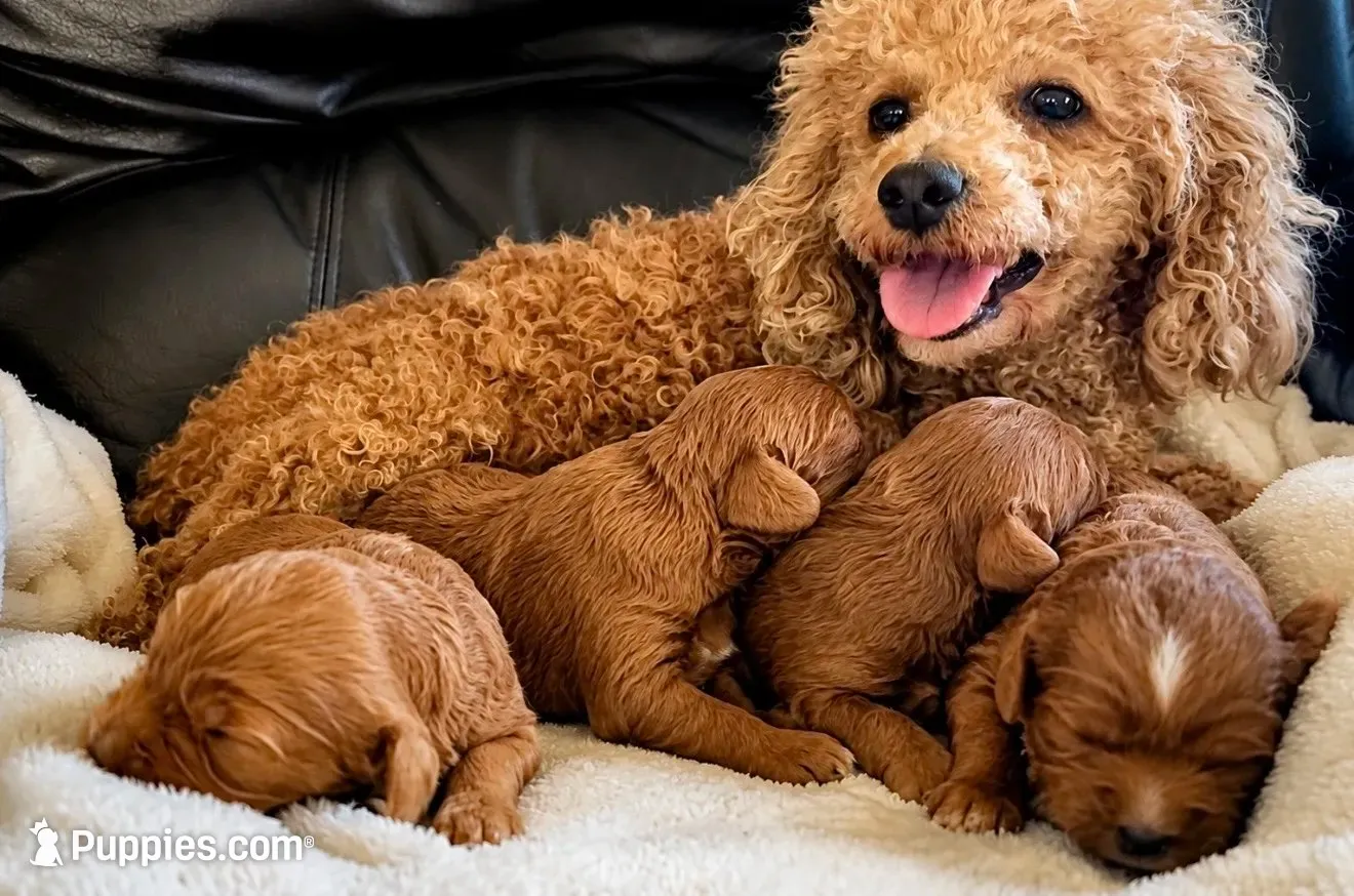Tucker, a male Cavapoo for sale in Port Angeles, WA – 9 of 10