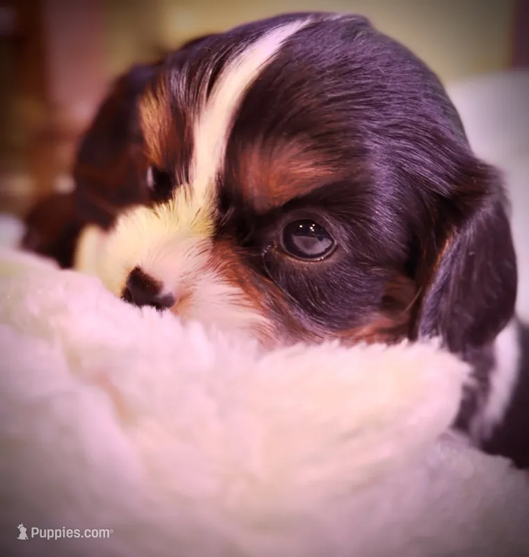 AKC Ellie - OFA health tested – Cavalier King Charles Spaniel puppy for sale in Seattle, WA