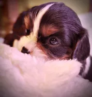 AKC Ellie - OFA health tested, a female Cavalier King Charles Spaniel for sale in Seattle, WA – 1 of 10