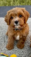 Cooper, a male Cavapoo for sale in Port Angeles, WA – 2 of 8