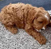 Finn, a male Cavapoo for sale in Seattle, WA – 4 of 7
