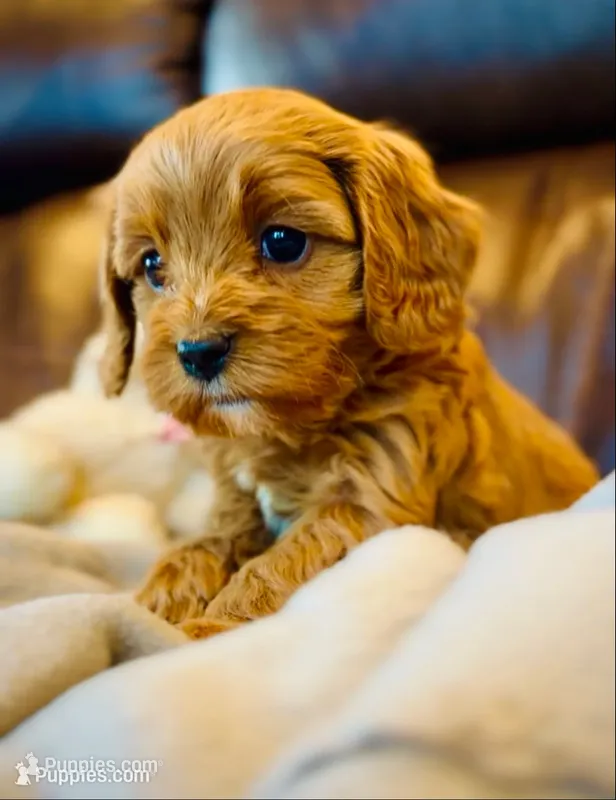 Teddy – Cavapoo puppy for sale in Port Angeles, WA