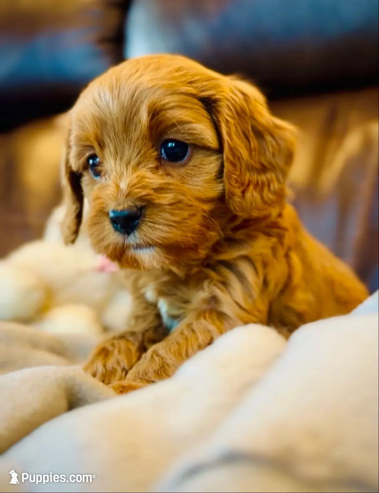Teddy, a male Cavapoo for sale in Port Angeles, WA – 1 of 9