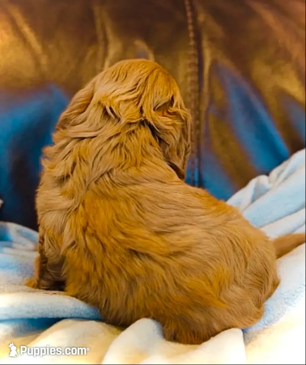 Teddy, a male Cavapoo for sale in Port Angeles, WA – 6 of 9