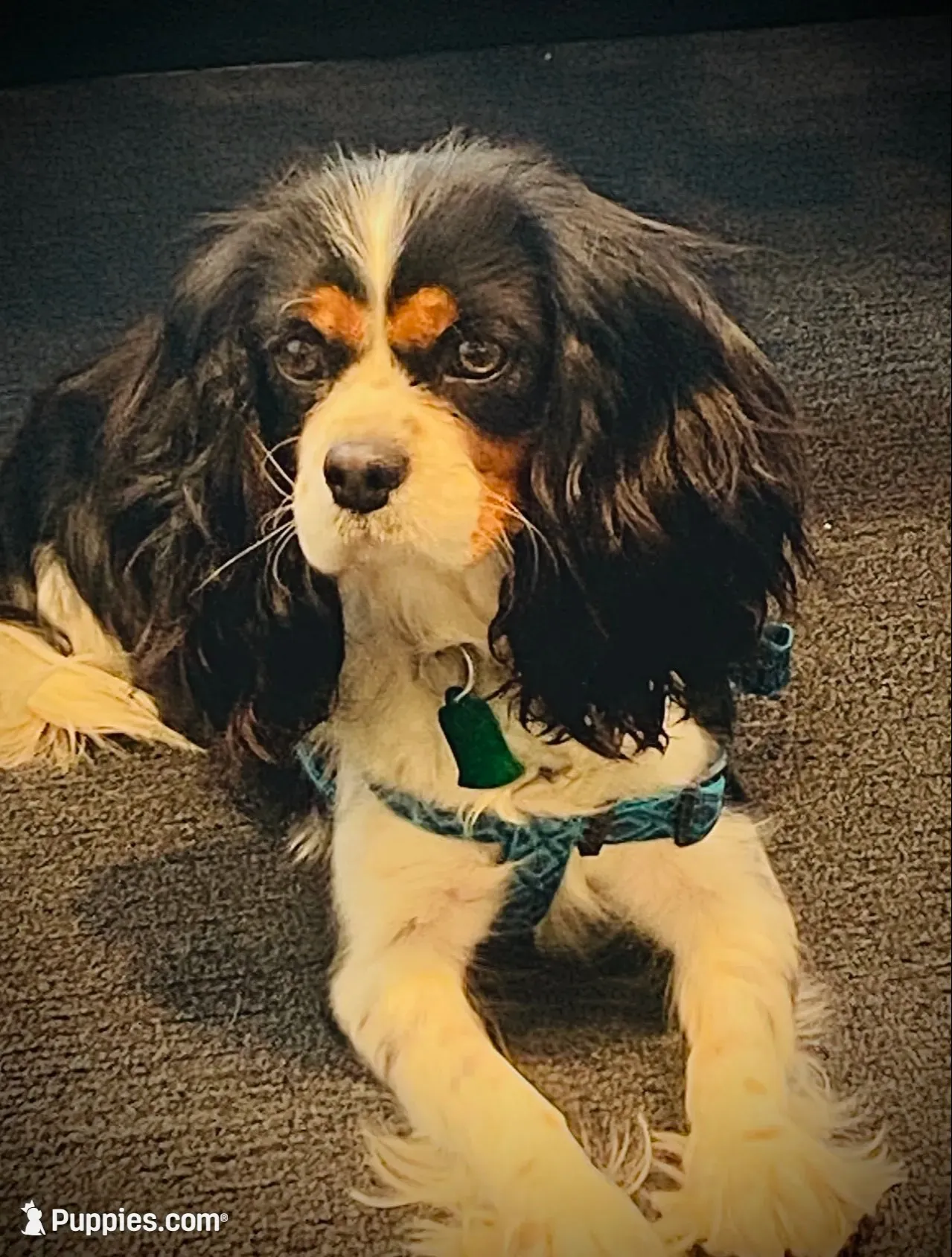 AKC Charlie - OFA health tested, a male Cavalier King Charles Spaniel for sale in Seattle, WA – 9 of 9