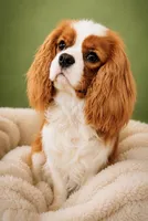 Finn, a male Cavapoo for sale in Seattle, WA – 6 of 7