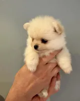 Cindy, a female Pomeranian for sale in Long Beach, NY – 3 of 4