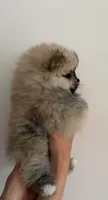 Naya, a female Pomeranian for sale in Long Beach, NY – 2 of 5