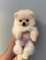Crystal , a female Pomeranian for sale in Long Beach, NY – 4 of 4
