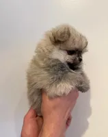 Naya, a female Pomeranian for sale in Long Beach, NY – 3 of 5