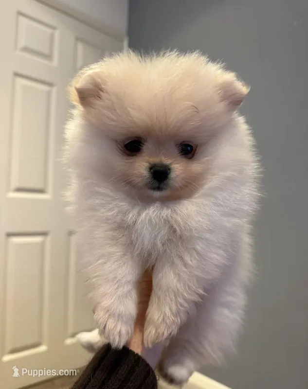 Cindy – Pomeranian puppy for sale in Long Beach, NY