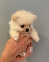 Crystal , a female Pomeranian for sale in Long Beach, NY – 2 of 4