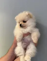 Crystal , a female Pomeranian for sale in Long Beach, NY – 3 of 4