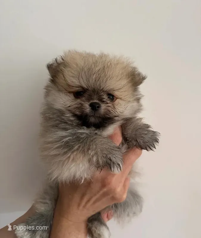 Naya – Pomeranian puppy for sale in Long Beach, NY
