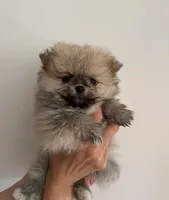 Naya, a female Pomeranian for sale in Long Beach, NY – 1 of 5
