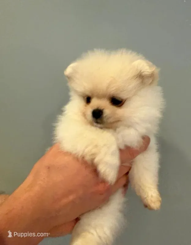 Crystal  – Pomeranian puppy for sale in Long Beach, NY