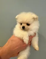 Crystal , a female Pomeranian for sale in Long Beach, NY – 1 of 4