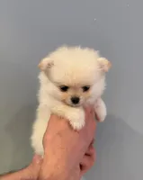 Cindy, a female Pomeranian for sale in Long Beach, NY – 2 of 4