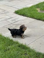 Princess, a female Yorkshire Terrier for sale in St. Louis, MO – 3 of 7
