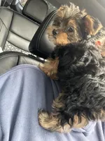 Princess, a female Yorkshire Terrier for sale in St. Louis, MO – 4 of 7