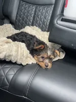Princess, a female Yorkshire Terrier for sale in St. Louis, MO – 5 of 7