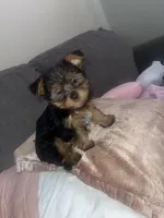 Princess, a female Yorkshire Terrier for sale in St. Louis, MO – 2 of 7