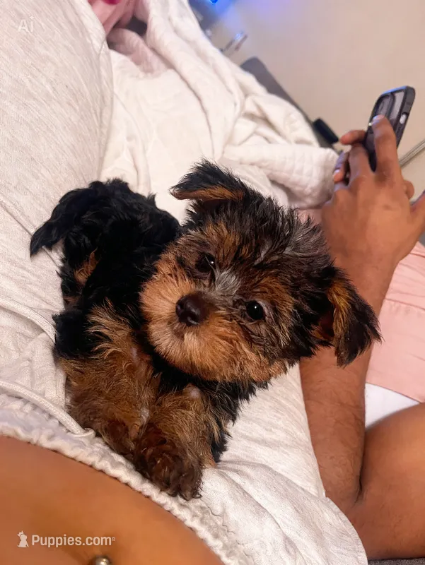 Princess – Yorkshire Terrier puppy for sale in St. Louis, MO