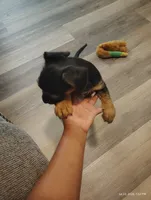 Sam, a male Yorkshire Terrier and Chiweenie for sale in DeLand Southwest, FL – 2 of 4