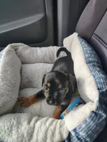 Sam, a male Yorkshire Terrier and Chiweenie for sale in DeLand Southwest, FL – 4 of 4