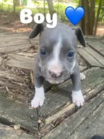 pitbull puppies, a female American Bully and American Pit Bull Terrier for sale in Charlotte, NC – 5 of 8