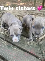 pitbull puppies, a female American Bully and American Pit Bull Terrier for sale in Charlotte, NC – 3 of 8