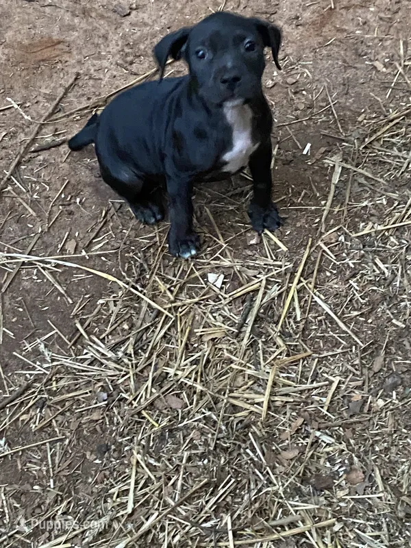 pitbull puppies – American Bully, American Pit Bull Terrier puppy for sale in Charlotte, NC