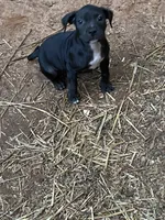 pitbull puppies, a female American Bully and American Pit Bull Terrier for sale in Charlotte, NC – 1 of 2