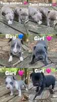 pitbull puppies, a female American Bully and American Pit Bull Terrier for sale in Charlotte, NC – 7 of 8
