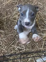 Female pitbull puppy, a female American Bully and American Pit Bull Terrier for sale in Charlotte, NC – 1 of 4