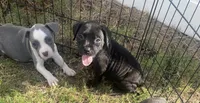 pitbull puppies, a female American Bully and American Pit Bull Terrier for sale in Charlotte, NC – 2 of 2