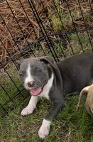 Female pitbull puppy, a female American Bully and American Pit Bull Terrier for sale in Charlotte, NC – 3 of 4