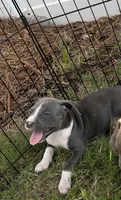 Female pitbull puppy, a female American Bully and American Pit Bull Terrier for sale in Charlotte, NC – 2 of 4