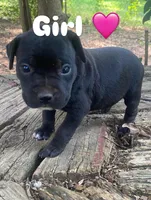 pitbull puppies, a female American Bully and American Pit Bull Terrier for sale in Charlotte, NC – 6 of 8