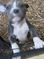 pitbull puppies, a female American Bully and American Pit Bull Terrier for sale in Charlotte, NC – 2 of 3