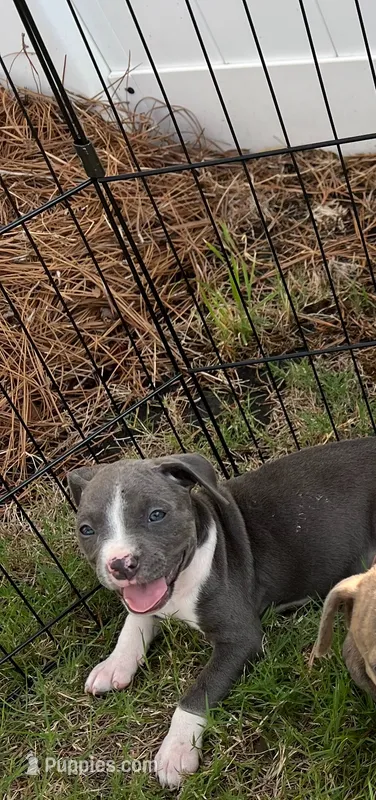 pitbull puppies – American Bully, American Pit Bull Terrier puppy for sale in Charlotte, NC