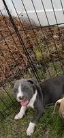 pitbull puppies, a female American Bully and American Pit Bull Terrier for sale in Charlotte, NC – 1 of 3