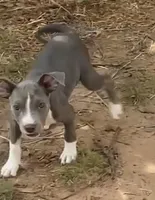 Female pitbull puppy, a female American Bully and American Pit Bull Terrier for sale in Charlotte, NC – 4 of 4