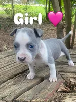 pitbull puppies, a female American Bully and American Pit Bull Terrier for sale in Charlotte, NC – 2 of 2