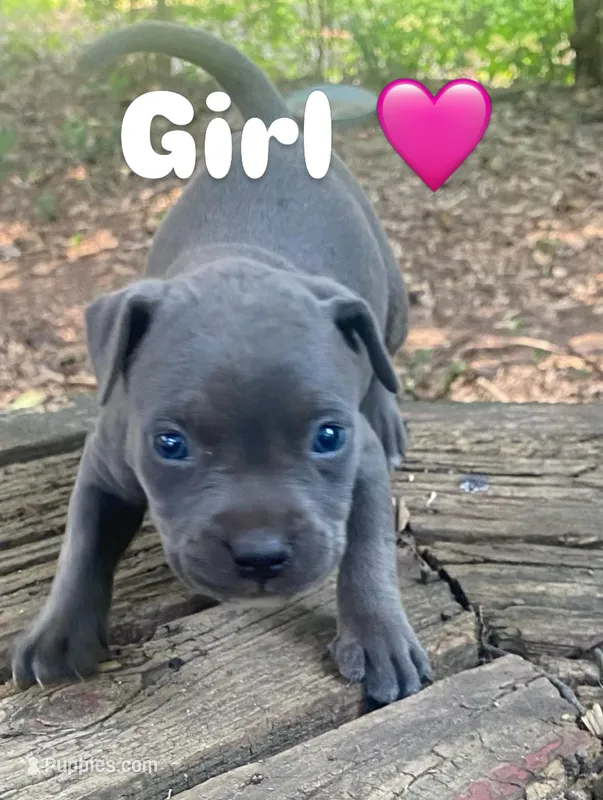 pitbull puppies – American Bully, American Pit Bull Terrier puppy for sale in Charlotte, NC