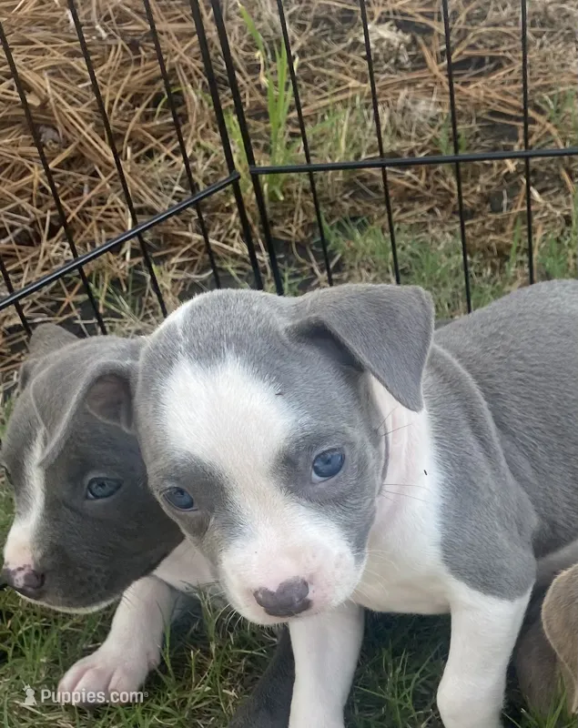 pitbull puppies – American Bully, American Pit Bull Terrier puppy for sale in Charlotte, NC