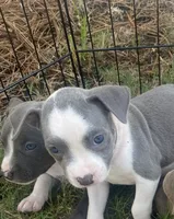 pitbull puppies, a female American Bully and American Pit Bull Terrier for sale in Charlotte, NC – 1 of 2