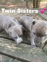 pitbull puppies, a female American Bully and American Pit Bull Terrier for sale in Charlotte, NC – 2 of 8